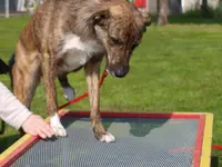 Associazione Cinofila Security Dog School