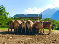 Azienda Agricola Ai Pianoi - Klicken Sie, um das Bild 6 in einer Lightbox vergrössert darzustellen