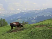 Ferme des Trontières Randogne