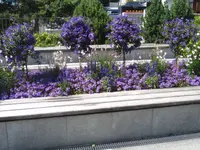 Albula Gartenbau GmbH - Klicken Sie, um das Bild 6 in einer Lightbox vergrössert darzustellen