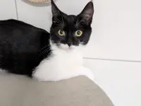 Studio Veterinario Ghiringhelli