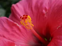 Blumen Eichenberger Oberrieden