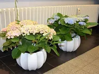 Blumen Art