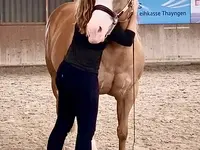 dm riding Pferdetraining