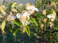 Les Fruits Défendus Sàrl