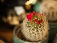 Blumensaison