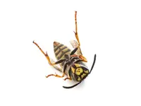 NOCIBILIS Désinfection Sàrl