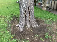 astwerk baumpflege
