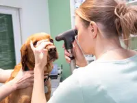 Kleintierklinik am See - Klicken Sie, um das Bild 10 in einer Lightbox vergrössert darzustellen