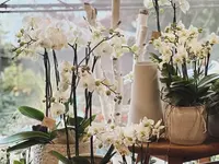 Côté Fleurs SA