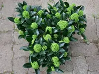Genossenschaft Berner Blumenbörsen