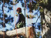 EQUILIBRE SOINS AUX ARBRES