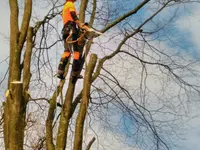 Wyland Baumpflege - Klicken Sie, um das Bild 1 in einer Lightbox vergrössert darzustellen