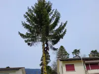Mammutholzerei GmbH