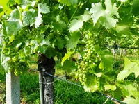 Weinbaugenossenschaft Schinznach