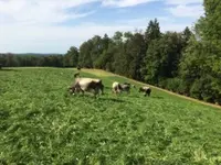 Ferme-Restaurant Pierreberg - Klicken Sie, um das Bild 8 in einer Lightbox vergrössert darzustellen