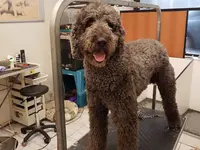 La Vigie Riviera Pet Grooming