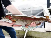 Pisciculture de Vionnaz SA