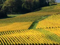 Domaine Les Hutins - Klicken Sie, um das Bild 5 in einer Lightbox vergrössert darzustellen