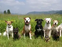 Hundeschule DOGS4LIFE.CH - Klicken Sie, um das Bild 5 in einer Lightbox vergrössert darzustellen