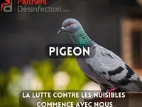Partners Desinfection | Votre spécialiste en Nuisibles