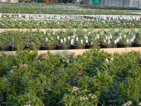 Blumenland Schweiz AG