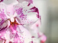 Perle de Vie