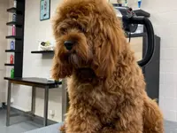 Agota's Hundesalon