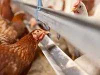 Soller Junghennen AG