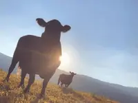 Viande des 2 Ruz Sàrl - Klicken Sie, um das Bild 1 in einer Lightbox vergrössert darzustellen