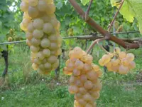 Domaine Au Point du Jour