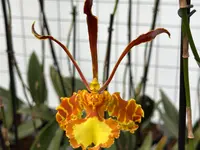 Orchidable di Andrea Martina
