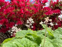 zehnder-garten GmbH - Klicken Sie, um das Bild 17 in einer Lightbox vergrössert darzustellen