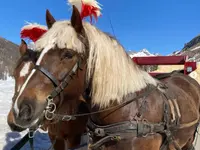 Clalüna-Sils Kutschenfahrten - Klicken Sie, um das Bild 7 in einer Lightbox vergrössert darzustellen