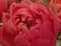 Blumen Röthlin