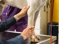 Dr. med. vet. Frey Artur
