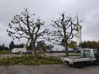 MM Gartenpflege GmbH - Klicken Sie, um das Bild 15 in einer Lightbox vergrössert darzustellen