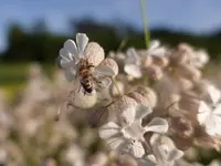 Wildblumenhaus