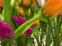 LE FLEURISTE.CH GmbH