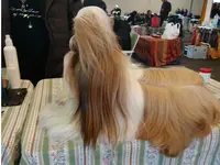 Hundesalon Toxi Horgen - Klicken Sie, um das Bild 4 in einer Lightbox vergrössert darzustellen