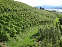 Weingut Hasenhalde - Klicken Sie, um das Bild 2 in einer Lightbox vergrössert darzustellen