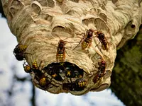 GROSS Pest Control GmbH