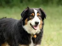 Chenil Kennels Stillwagon