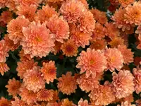 Herrmann Garten & Blumen AG