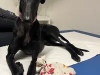Hundephysiotherapie - PAWMATICS