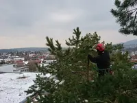 Baummaa Baumpflege GmbH