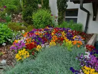 BRÜHWILER-GARTENBAU, BAUMPFLEGE