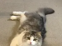 Hôtel pour chats 'Le Clozaley'