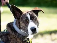Odins Hundeschule