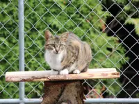 V.I.Pets Gossau